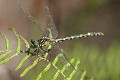 J19_2115 Austrogomphus ochraceus female